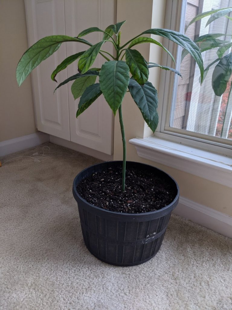 INFP hobbies how to grow an avocado